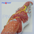 PNT-0440 modelo de anatomía plástica de extensión de la laringe de cartílagos modelo de anatomía plástica